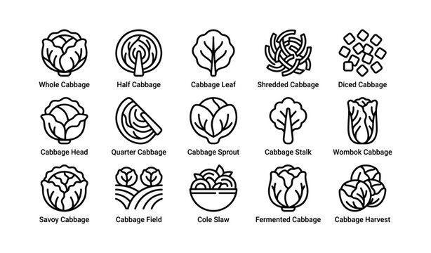 Cabbage icons showing cuts preparations and harvest symbols