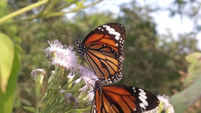 Tiger Butterfly collecting nectar from delicate white wildflowers. Butterfly's long proboscis, intricate wing patterns, and natural pollination behavior. Perfect for wildlife documentaries, entomology
