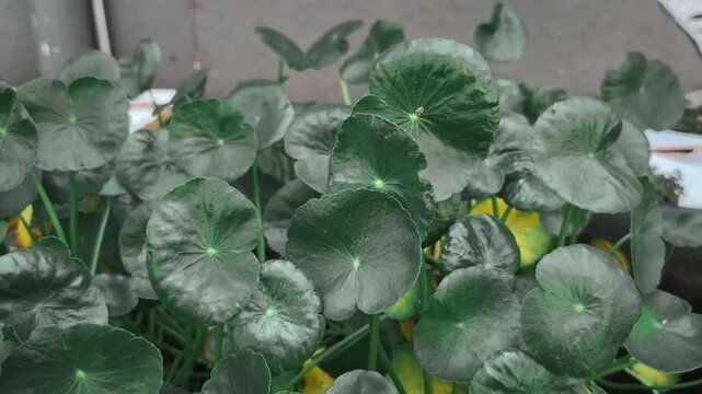 Static camera capturing dense Gotu Kola (Centella asiatica) leaves gently swaying in a light breeze under natural daylight. Healthy green foliage creates a calm botanical background