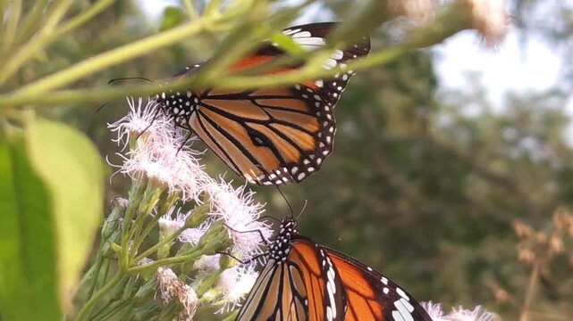 Tiger Butterfly collecting nectar from delicate white wildflowers.