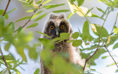Obraz premium lemur on a tree