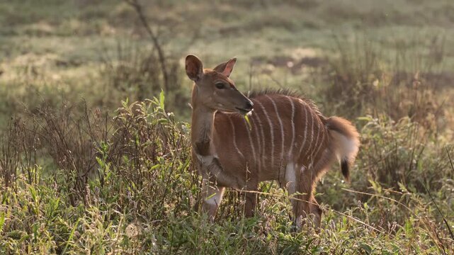  a Nyala ewe grazing on green grass