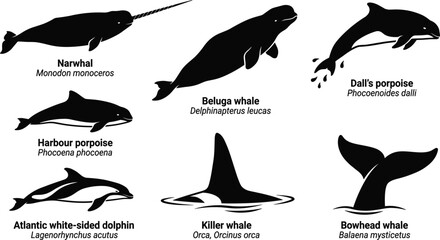 Whale and Dolphin Silhouette Vector Icon Set Featuring Narwhal Beluga Killer Whale Orca Porpoise and Fluke for Ocean Wildlife Marine Biology Designs © Ruhul