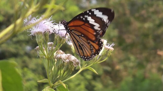 Tiger Butterfly collecting nectar from delicate white wildflowers.