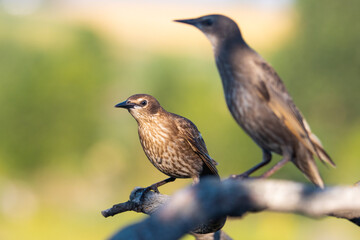Fototapeta premium Two juvenile common starlings of different sizes perched on branches in soft morning light