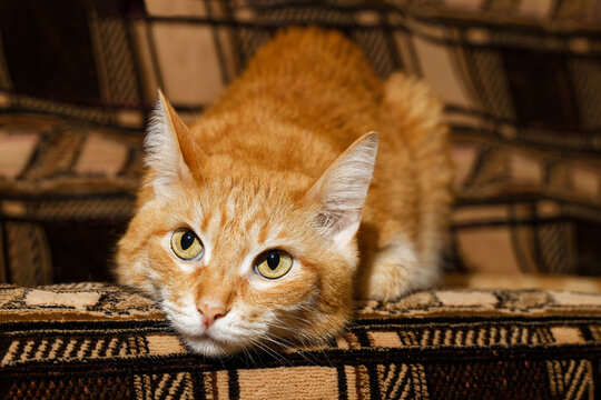 A Warm and Intimate Close-up Portrait of Ginger Domestic Cat lying on the Sofa. Shallow Focus, Soft Focus, Cozy Mood.