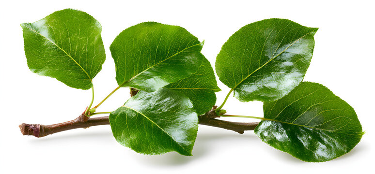 Fresh pear leaves, isolated against a white backdrop, green in hue