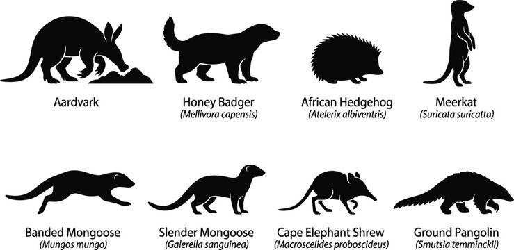 African Mammal Silhouette Vector Icon Set Featuring Aardvark Honey Badger Meerkat Mongoose Pangolin and Elephant Shrew for Wildlife Biology Design