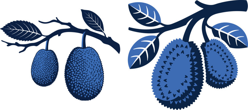 Jackfruit with leaves branch, set of fruits with  branch with leaves vector illustration of blue and dark blue