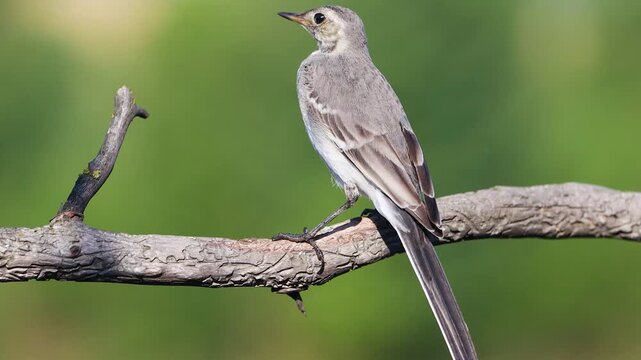 White Wagtail looking around on a branch