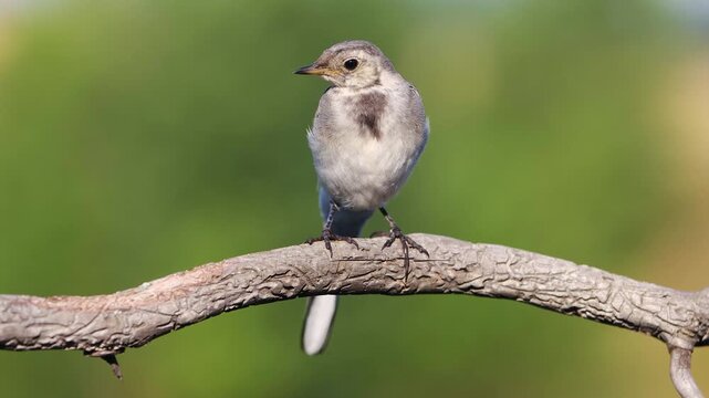 White Wagtail Motacilla alba looking around on a branch