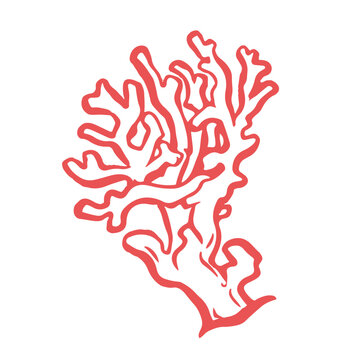 Red Coral Seaweed Illustration