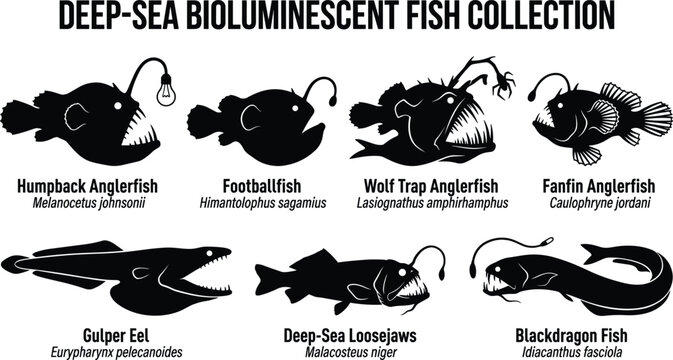 Deep Sea Bioluminescent Fish Silhouette Vector Set with Anglerfish, Footballfish, Gulper Eel, and Blackdragon Icons for Aquatic Creative Designs