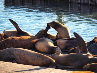 Fototapeta premium San Francisco, California, 09/10/2018 Description: California sea lions resting on the docks at Pier 39