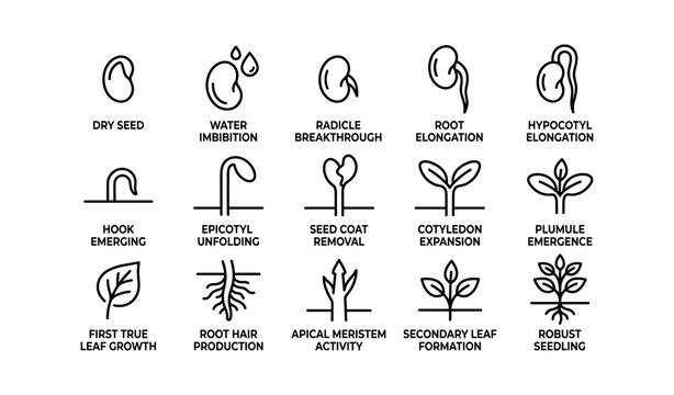 Seed germination icons showing stages of seedling growth chart