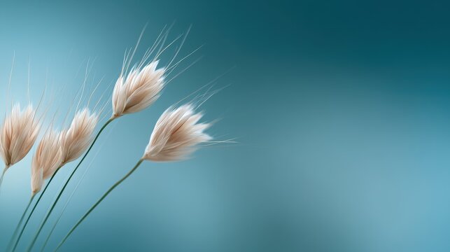 Stunning photo of elegant Wild Grass Blossom with Soft Blue Background for Natural Botanical Display.