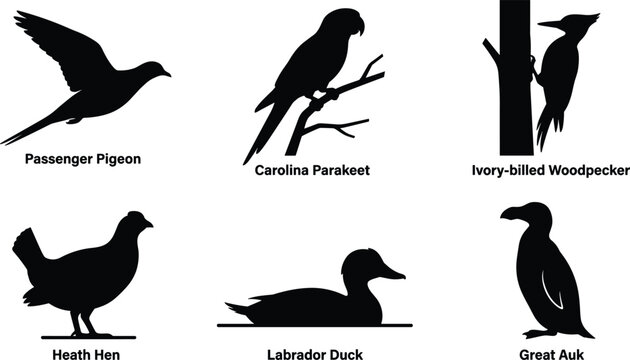 Extinct Bird Species Silhouette Icon Set with Dodo, Passenger Pigeon, Ivory Billed Woodpecker, and Great Auk Vectors for History Designs