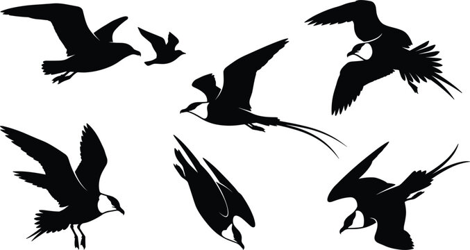 Flying Frigatebird and Tropicbird Silhouette Vector Set with Jaeger, Tern, and Seabird Icons for Marine Coastal Graphic DesignsFlying Frigatebird and Tropicbird Silhouette Vector Set with Jaeger, Tern