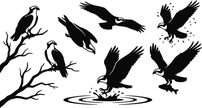 Osprey Sea Hawk Silhouette Vector Set with Flying, Perched, Diving, and Fish Hunting Bird Icons for Wildlife Graphic Designs