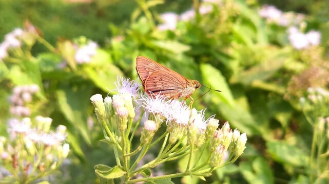 Skipper butterfly
