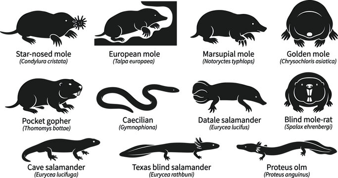 Subterranean and Blind Animals Silhouette Icon Set Including Moles, Salamanders, Gopher, and Caecilian for Biology Educational Design Vectors