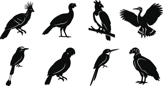 Tropical Rainforest Bird Species Silhouette Vector Set with Harpy Eagle, Curassow, Motmot, and Condor Icons for Graphic Designs