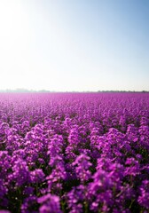 Obraz premium A vast scenic landscape covered entirely in blooming purple flowers stretching toward the distant horizon under bright sunlight, aroma, texture, background