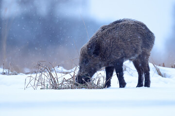 Dzik euroazjatycki, dzik, (Sus scrofa) © Bartosz Rakoczy