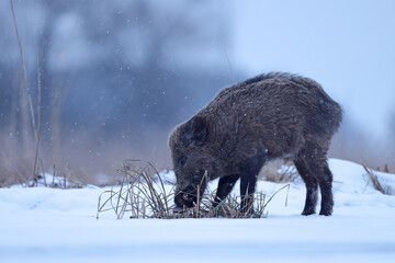 Dzik euroazjatycki, dzik, (Sus scrofa) © Bartosz Rakoczy