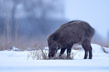 Dzik euroazjatycki, dzik, (Sus scrofa) © Bartosz Rakoczy