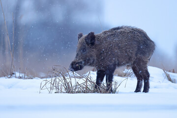 Dzik euroazjatycki, dzik, (Sus scrofa) © Bartosz Rakoczy