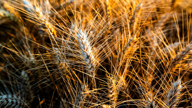 Wheat