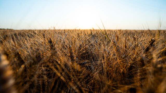Wheat field