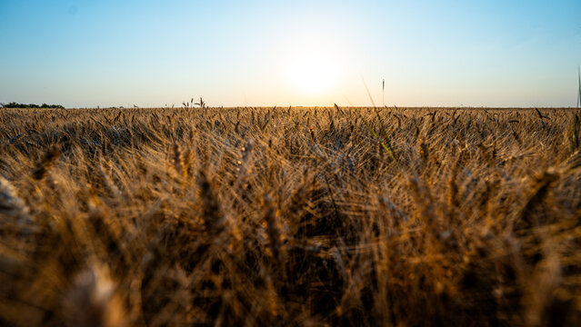 Wheat field