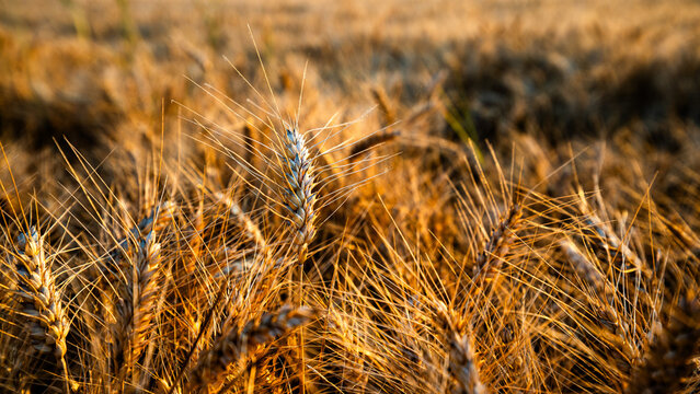 Wheat