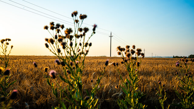 Plant on a field