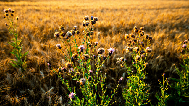 Plant on a field