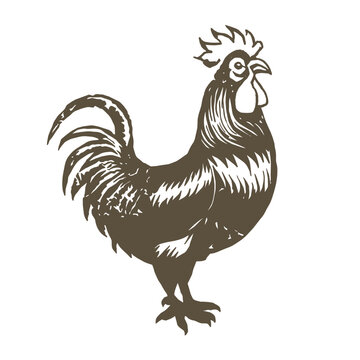 Black and white illustration of fighting roosters