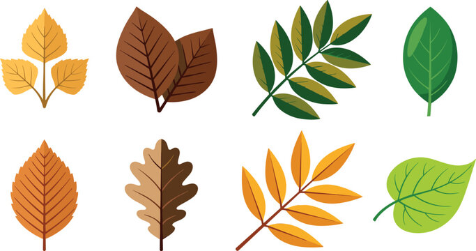 Autumn and Summer Tree Leaf Vector Icon Set with Oak, Birch, and Rowan Foliage Elements for Seasonal Nature Graphics and Botanical Pattern Designs