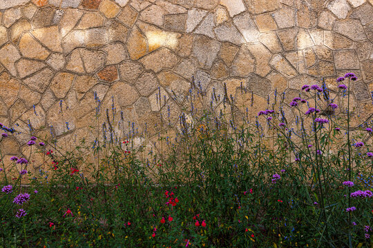 Delicate Wild Flowers Blooming in a Rustic Garden with Stone Wall Background