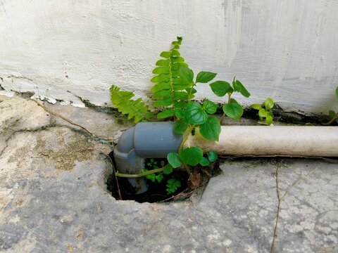 green plant on a wall