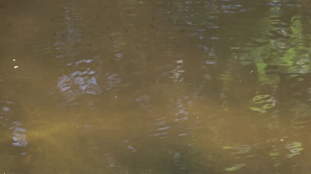 Fresh water minnows at surface of water on a river