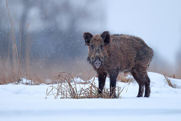 Dzik euroazjatycki, dzik, (Sus scrofa) © Bartosz Rakoczy