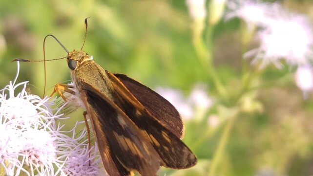 Skipper Butterfly collecting nectar from delicate white wildflowers in its natural habitat. Butterfly's fuzzy body, rapid feeding behavior, long proboscis, and detailed wing patterns under nature