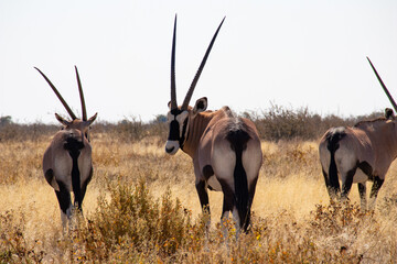 Oryx © Matija