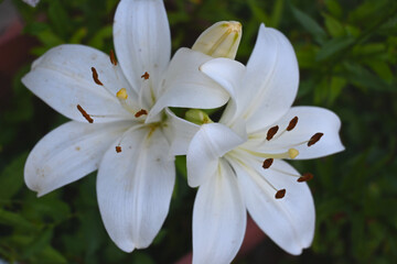 Obraz premium White lily blossoms in close-up