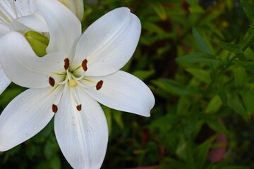 Obraz premium White lily flower close up against green background