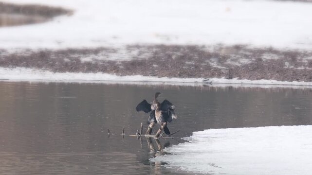 Two pygmy cormorants perch on a log in a freezing river drying their wings. This winter wildlife footage is suitable for nature documentaries, environmental backgrounds, and environmental copy space.