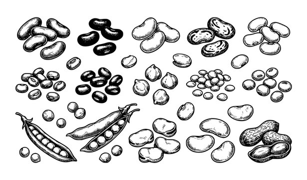Detailed Hand Drawn Legumes and Beans Sketch Vector Collection