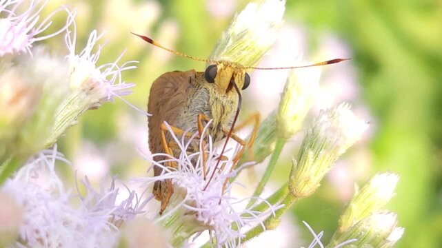 Skipper Butterfly collecting nectar from delicate white wildflowers in its natural habitat. Butterfly's fuzzy body, rapid feeding behavior, long proboscis, and detailed wing patterns under nature